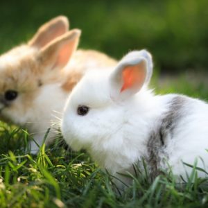 Корм для кроликов